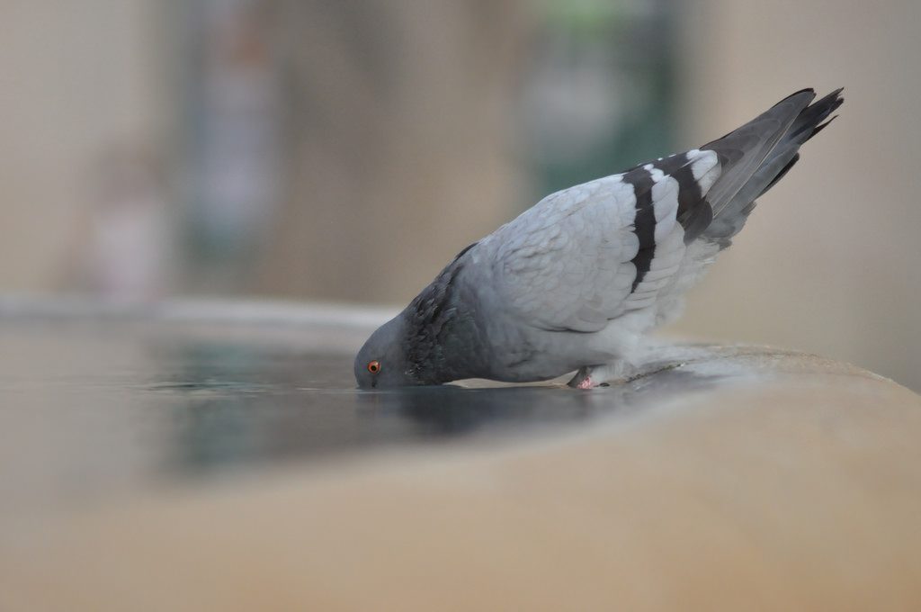 Why shouldn't you tell a secret to a pigeon?